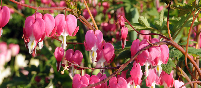 How to Plant Bleeding Heart