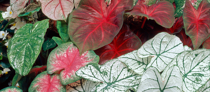 How to Plant Caladiums
