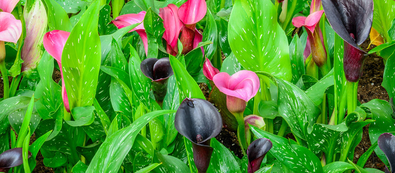 How to Plant Calla Lilies