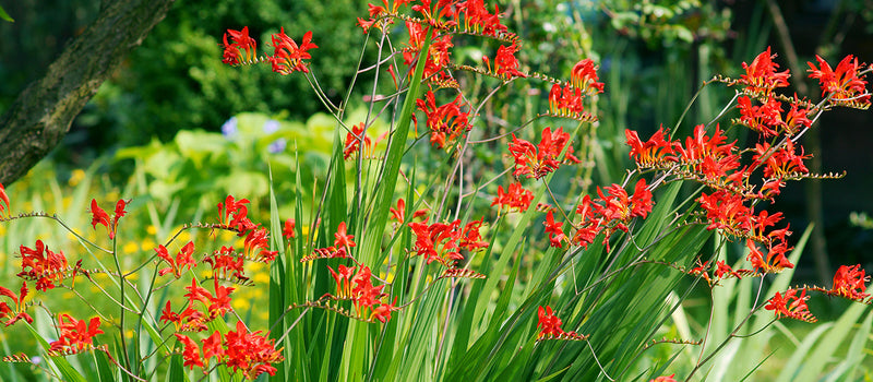 How to Plant Crocosmia