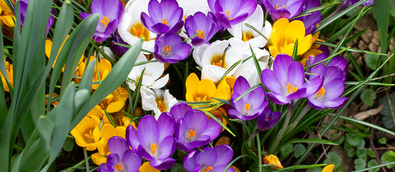 How to Plant Crocus