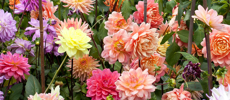 How to Plant Dahlias