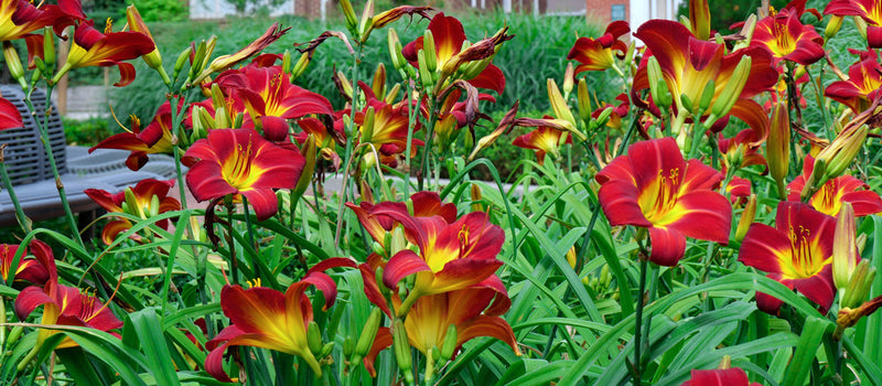 How to Plant Daylilies