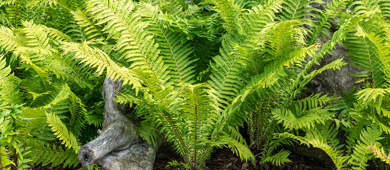 How to Plant Ferns