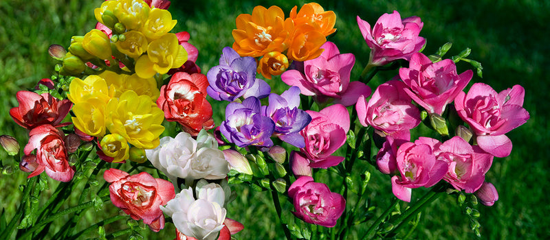 How to Plant Freesia