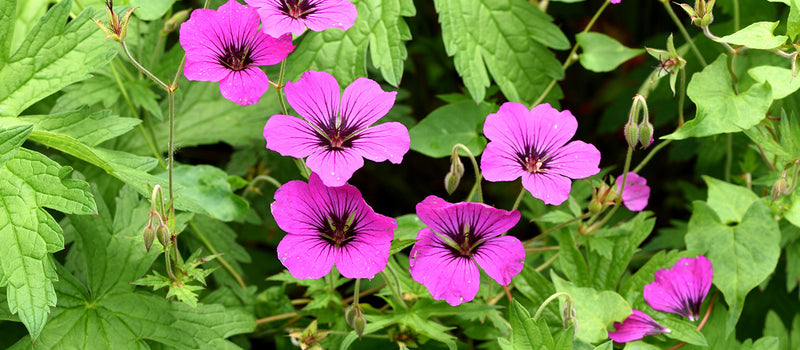 How to Plant Hardy Geraniums