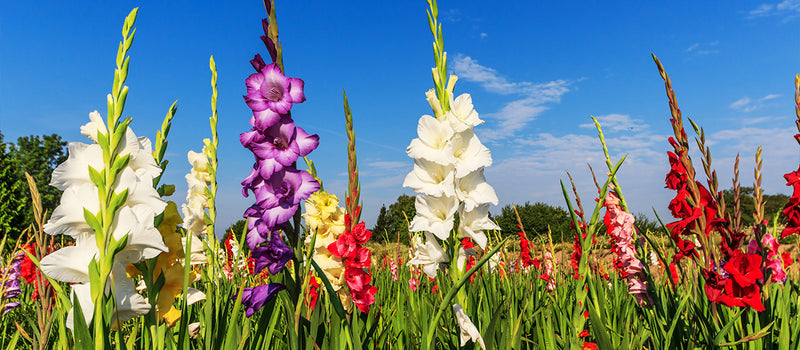 How to Plant Gladiolus