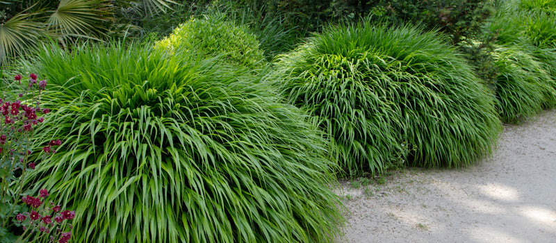 How to Plant Ornamental Grasses