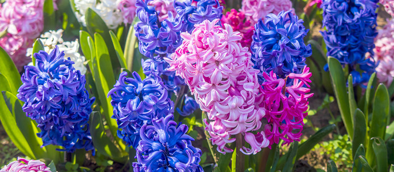 How to Plant Hyacinths