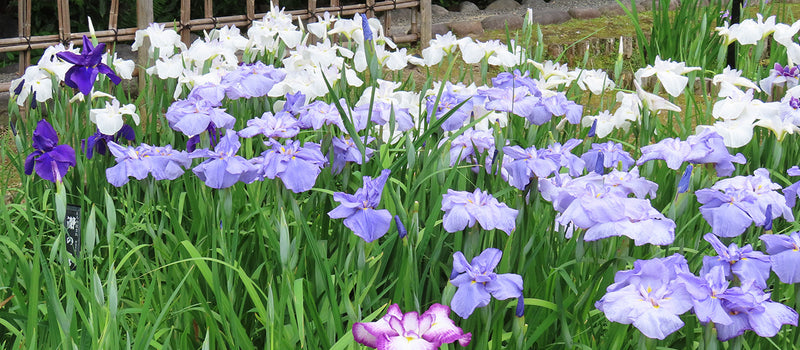How to Plant Siberian and Japanese Iris