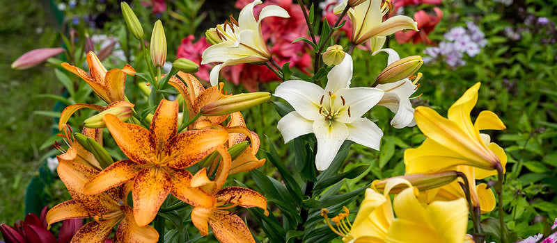 How to Plant Lilies