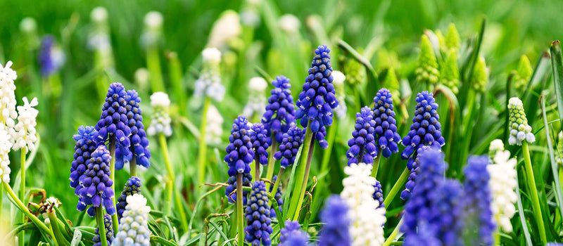 How to Plant Muscari (Grape Hyacinth)