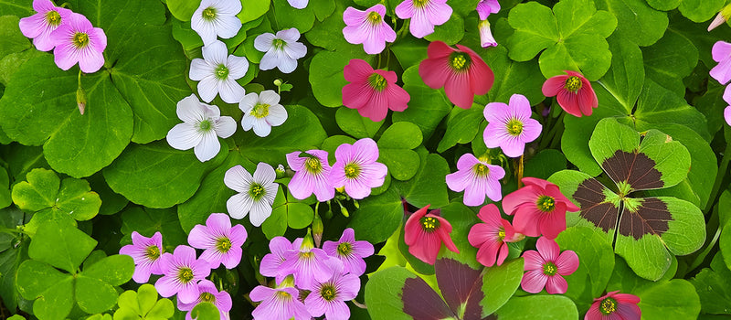 How to Plant Oxalis (Shamrock)