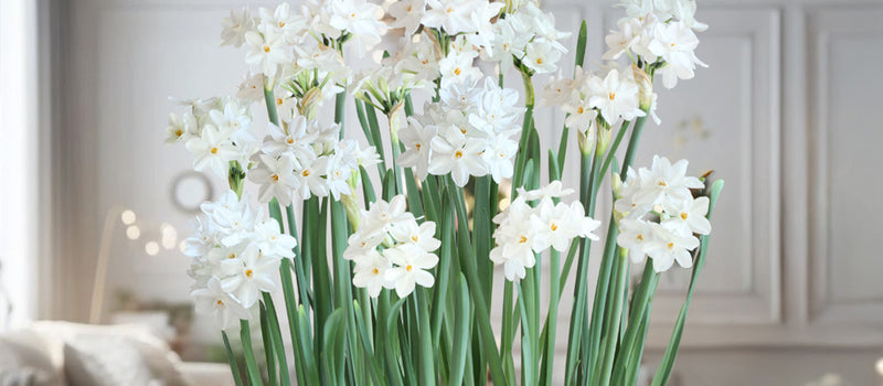 How to Grow Paperwhites Indoors