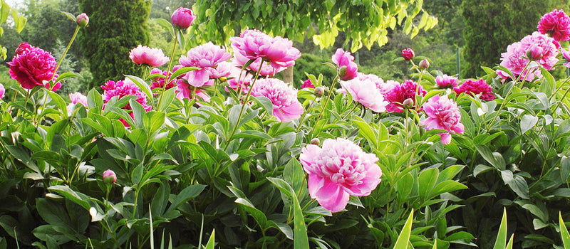 How to Plant Peonies