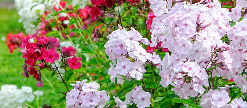 How to Plant Garden Phlox