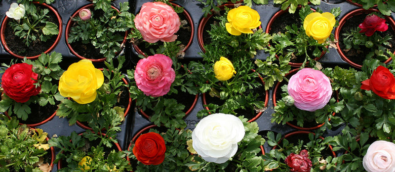 How to Plant Ranunculus