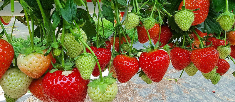 How to Plant Strawberries