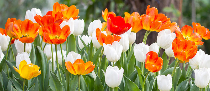 How to Plant Tulips