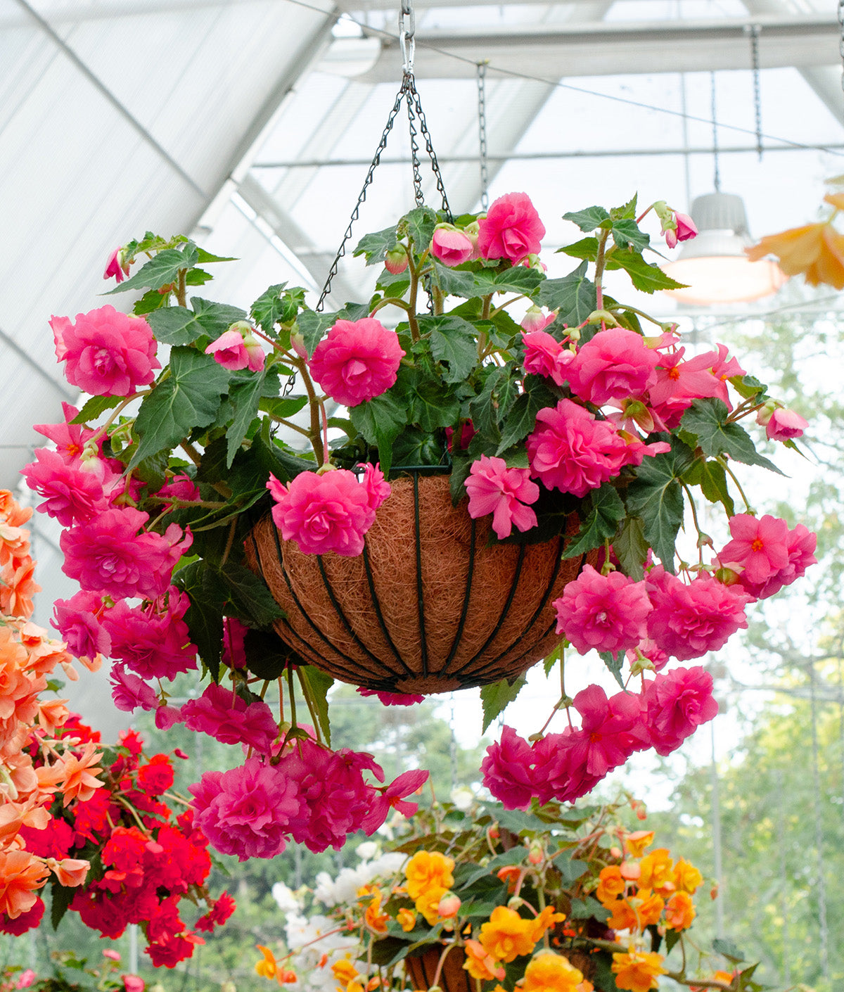hanging basket plants Pink Hanging Basket Begonia