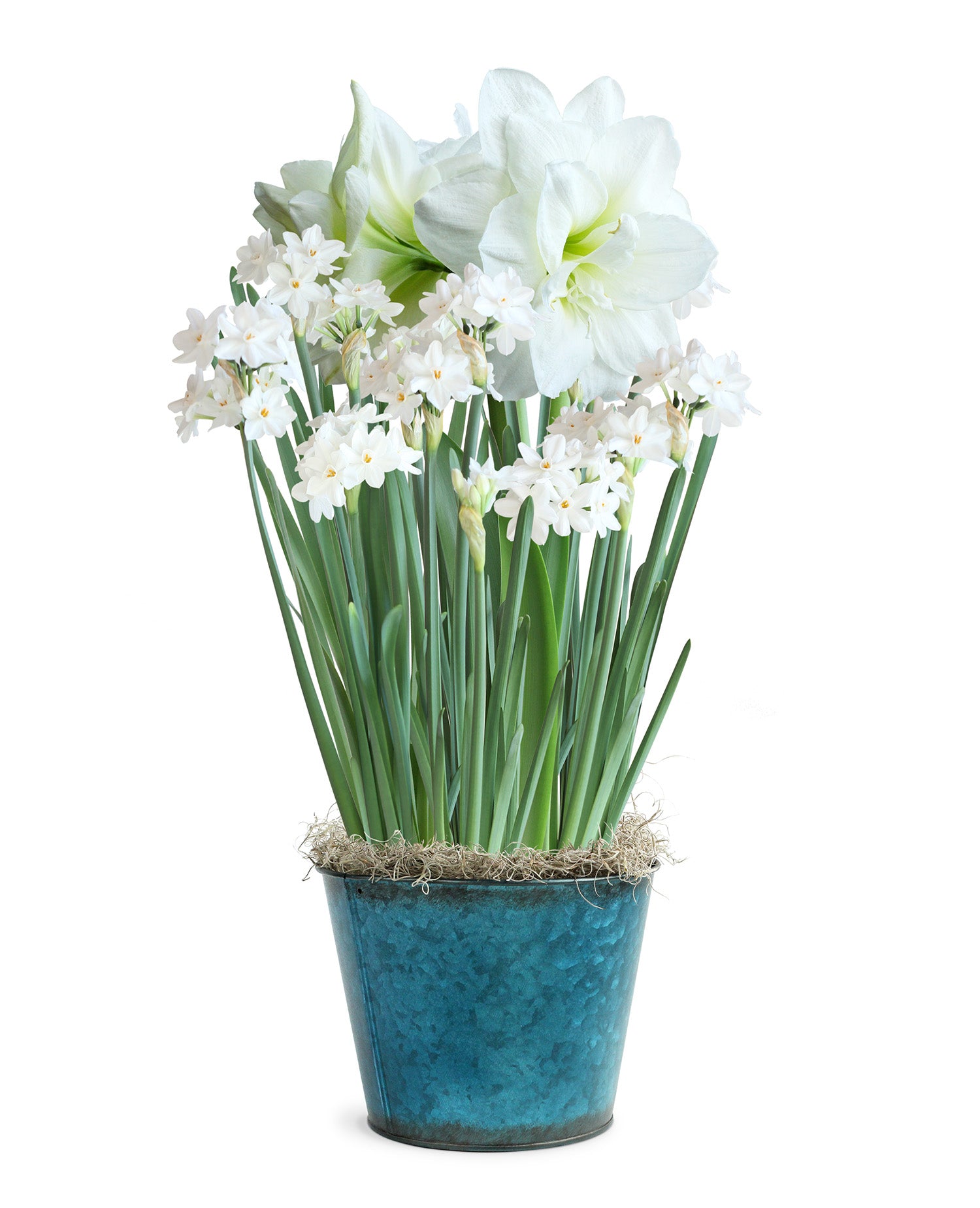 Winter White Harmony Bulb Gift