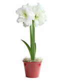 White Amaryllis in a Red Pot