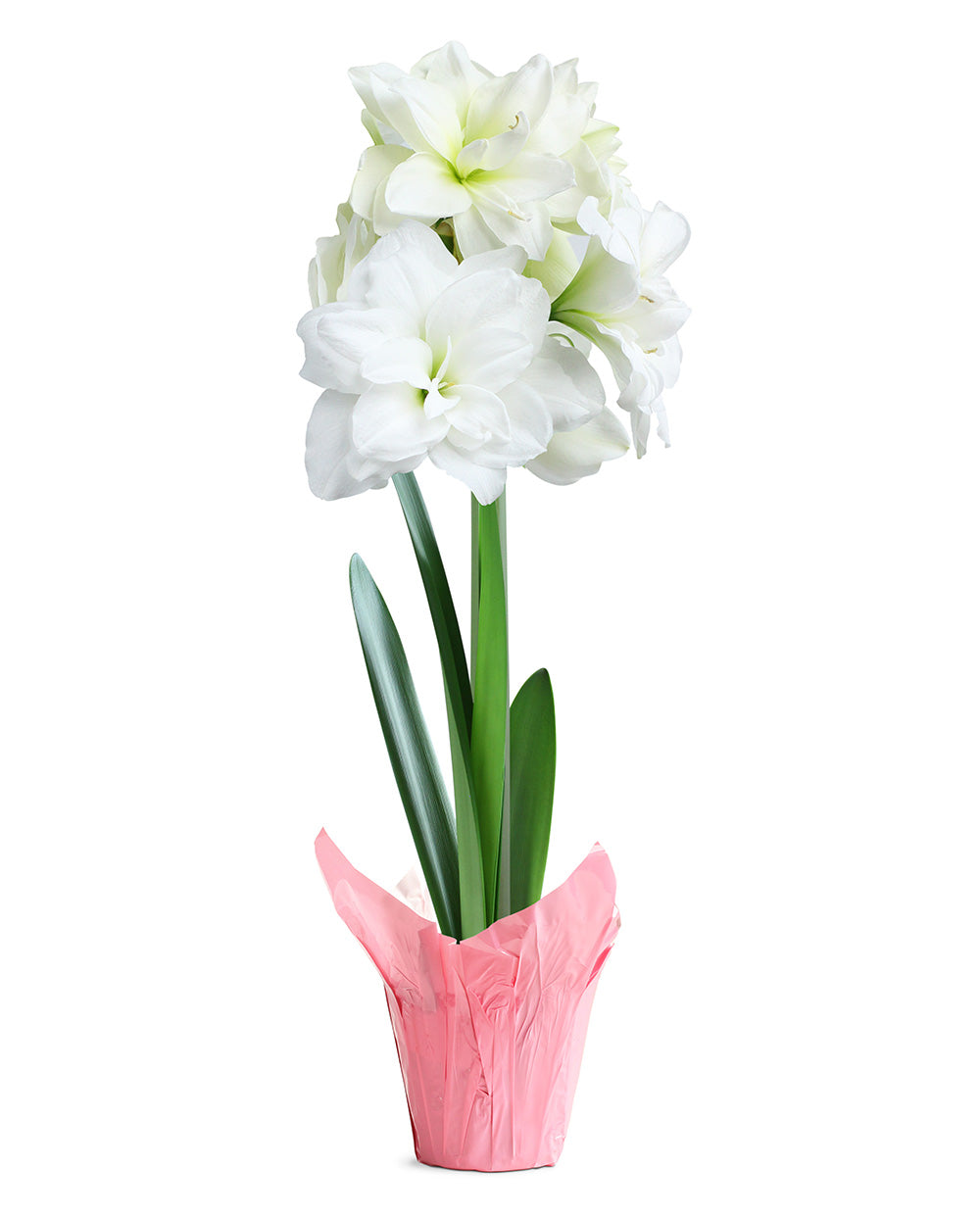 White Amaryllis in Pink Foil