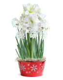 Paperwhite & Amaryllis Snowflake Tin