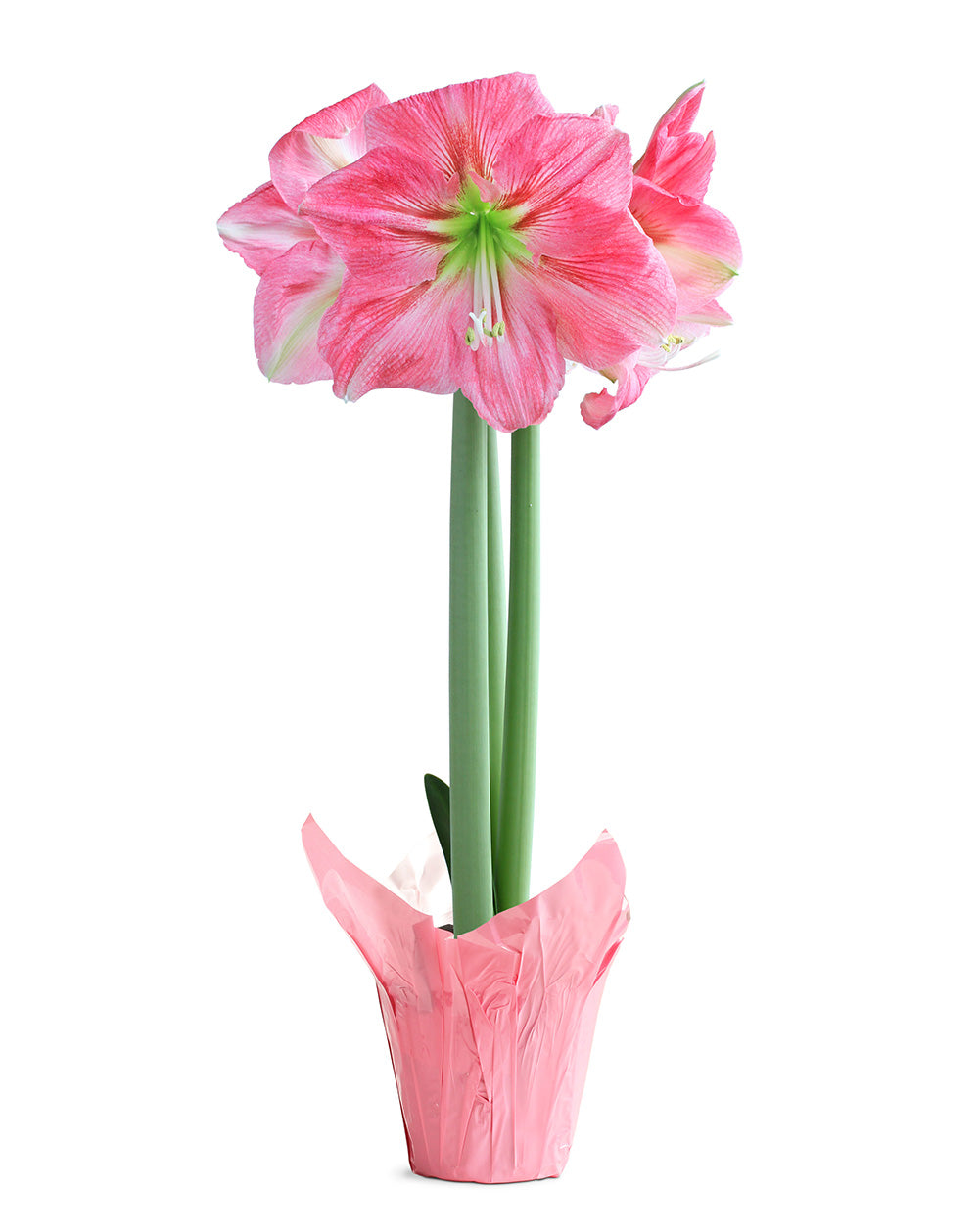 Pink Amaryllis in Pink Foil