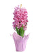Pink Hyacinth in Lavender Foil