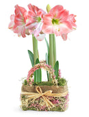 Spring Sensation – 2 pink & white amaryllis in burlap basket