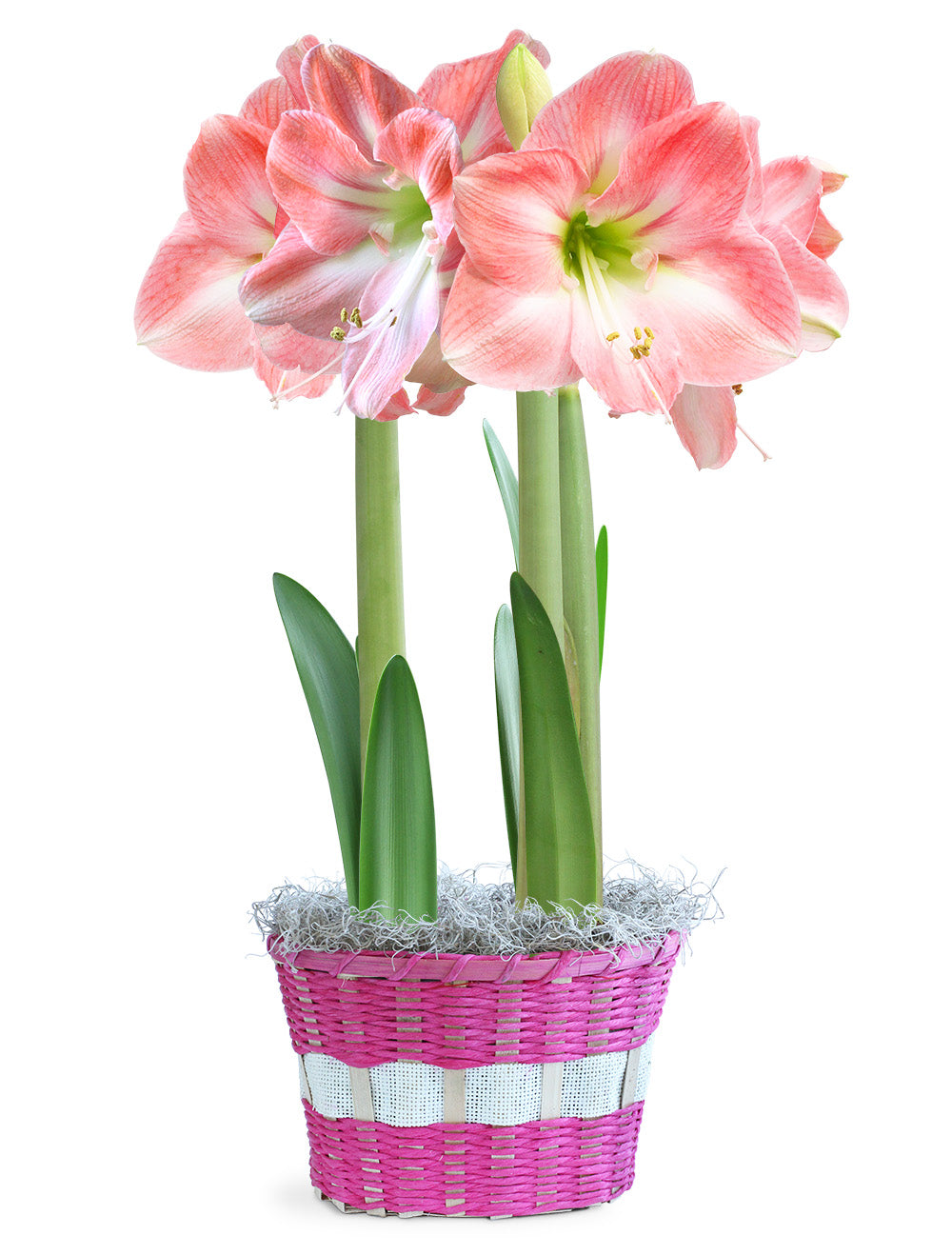 Pink & White Amaryllis Basket