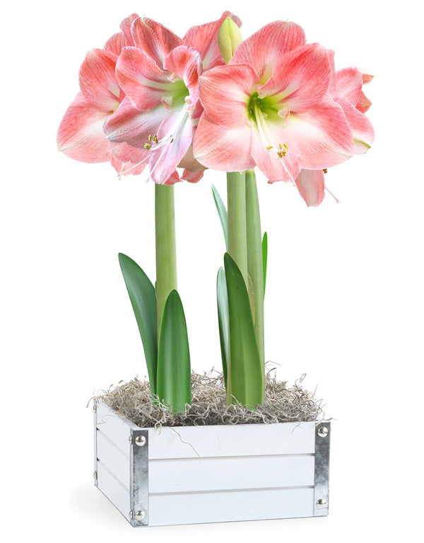 Pink & White Delight – 2 pink & white amaryllis