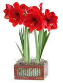 2 Red Amaryllis in Wood & Metal Planter