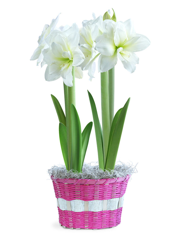 Breath of Spring Basket – 2 white amaryllis