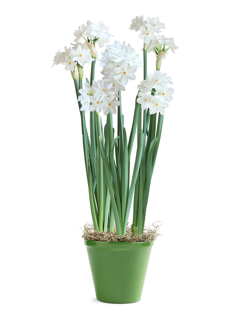 Paperwhites in a Green Pot