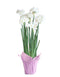Paperwhites in Pink Foil