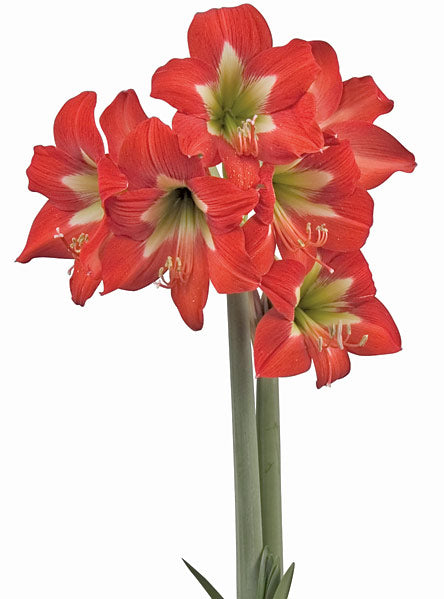 bright-spark®-mini-amaryllis-bulb