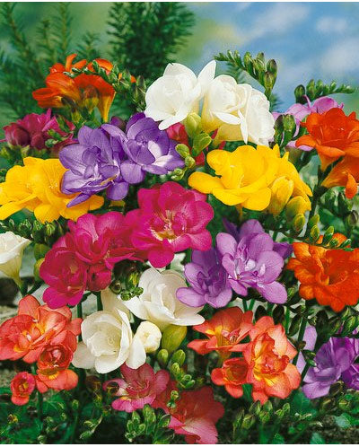 Mixed Double Freesia - 25 bulbs