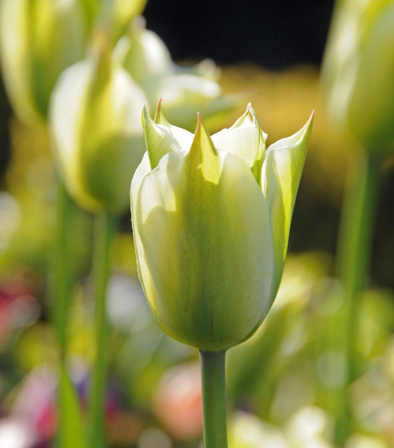 Spring Green Viridiflora Tulip - 10 bulbs
