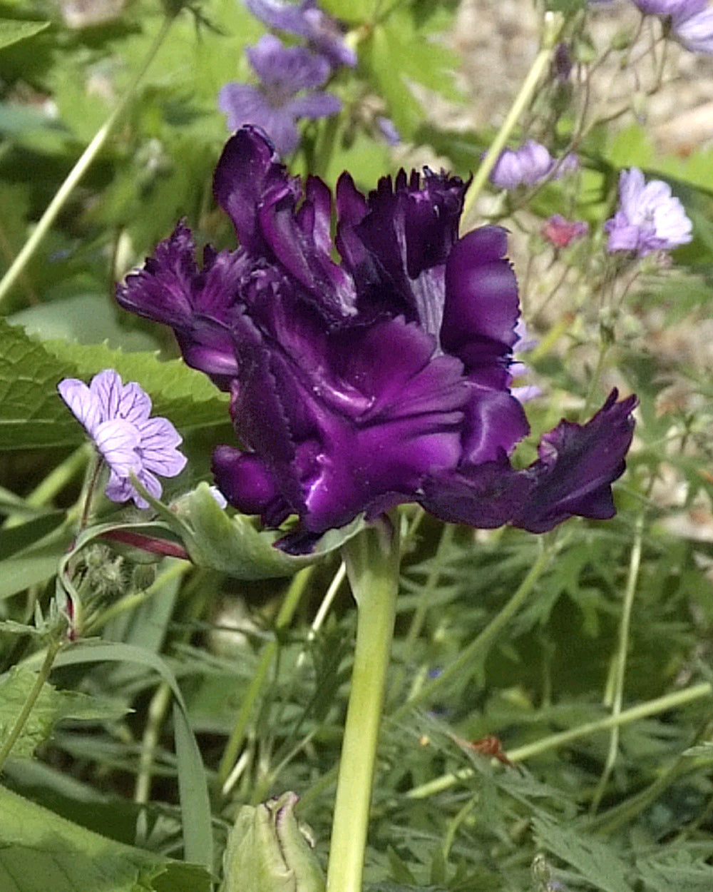 blue-parrot-tulip-10-bulbs