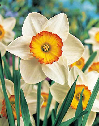 Flower Record Large Cupped Daffodil - 10 bulbs