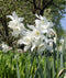 White Thalia Daffodil - 10 bulbs