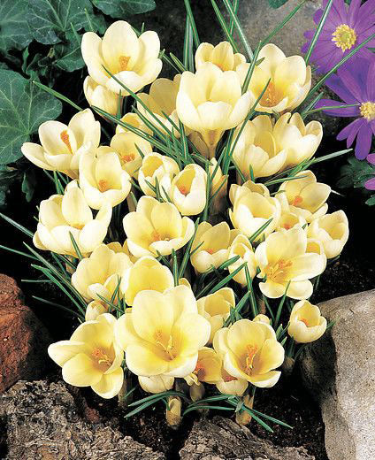 Cream Beauty Species Crocus - 10 bulbs