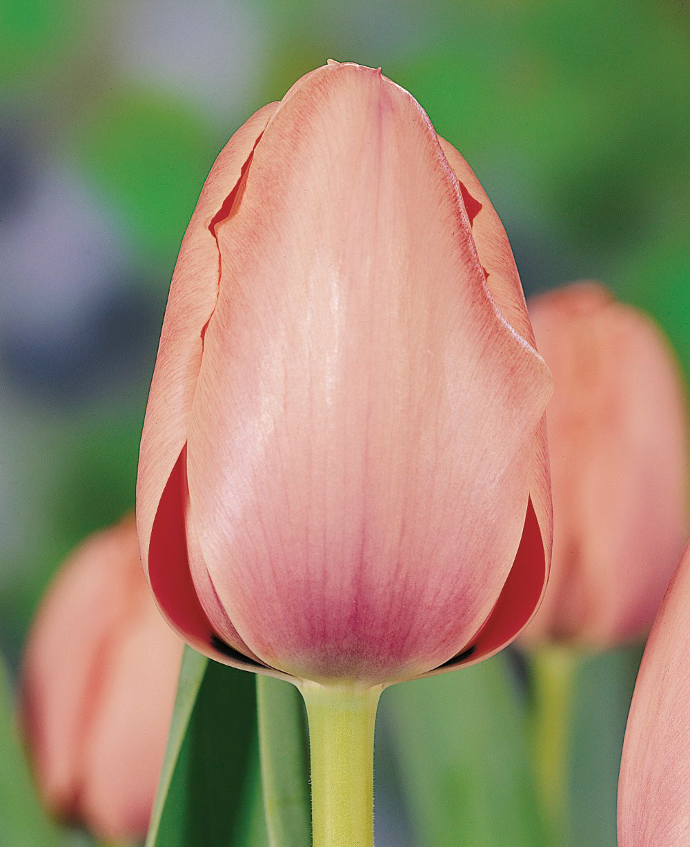 Salmon Impression Darwin Hybrid Tulip - 10 bulbs