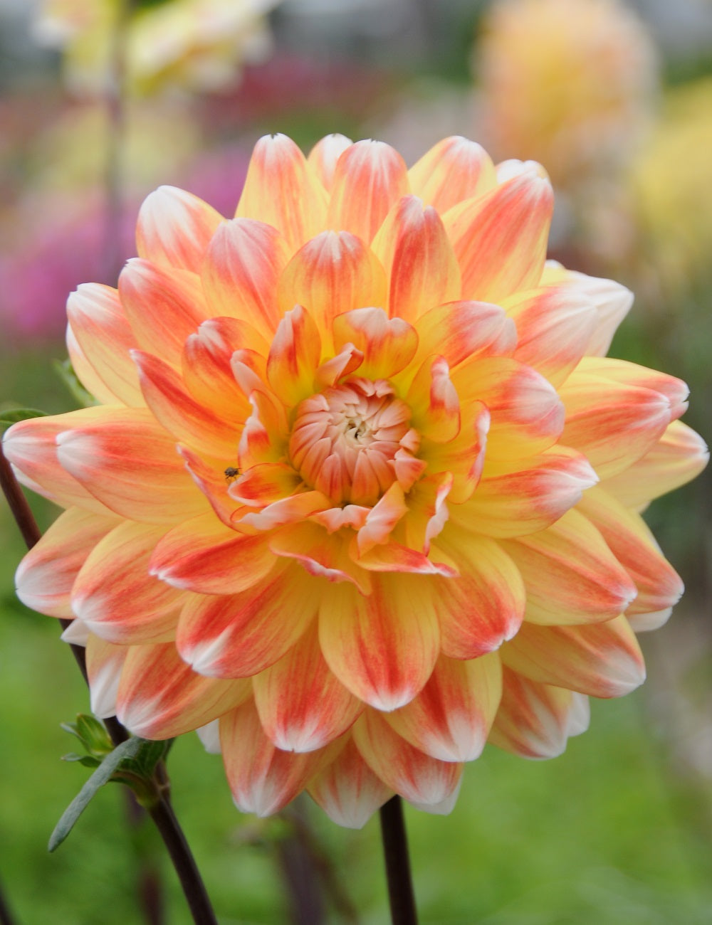 Peaches and Cream Decorative Dahlia - 3 root divisions