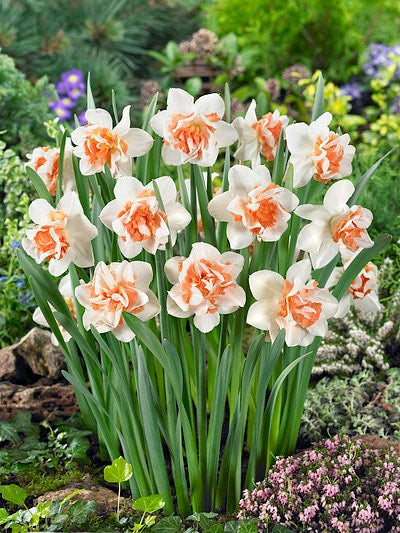 Replete Double Daffodil - 10 bulbs
