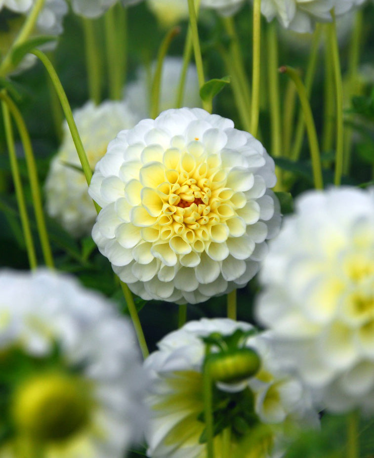 Snowflake Ball Dahlia - 3 root divisions