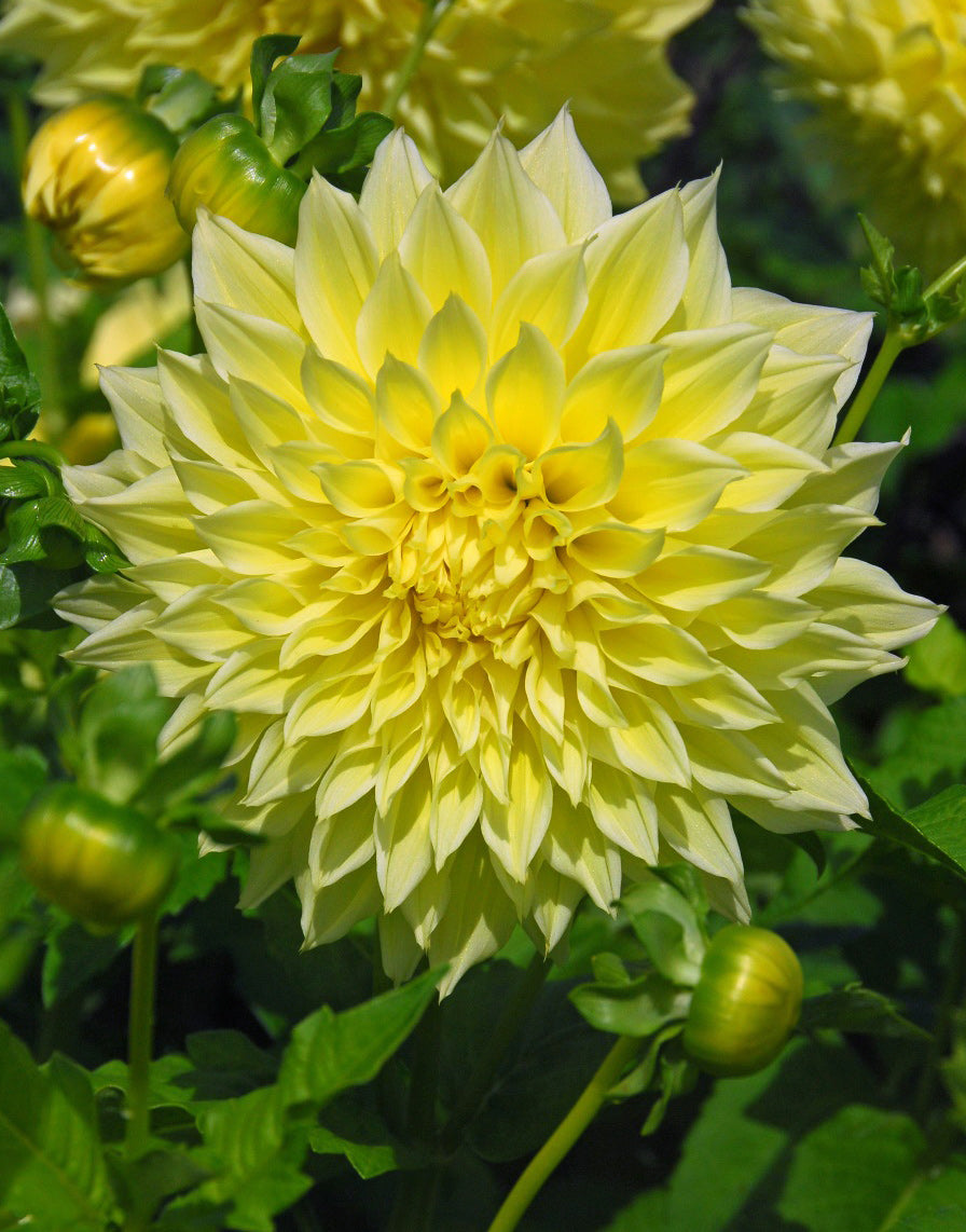 Kelvin Floodlight Decorative Dahlia - 3 root divisions