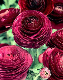 Purple Ranunculus - 10 bulbs